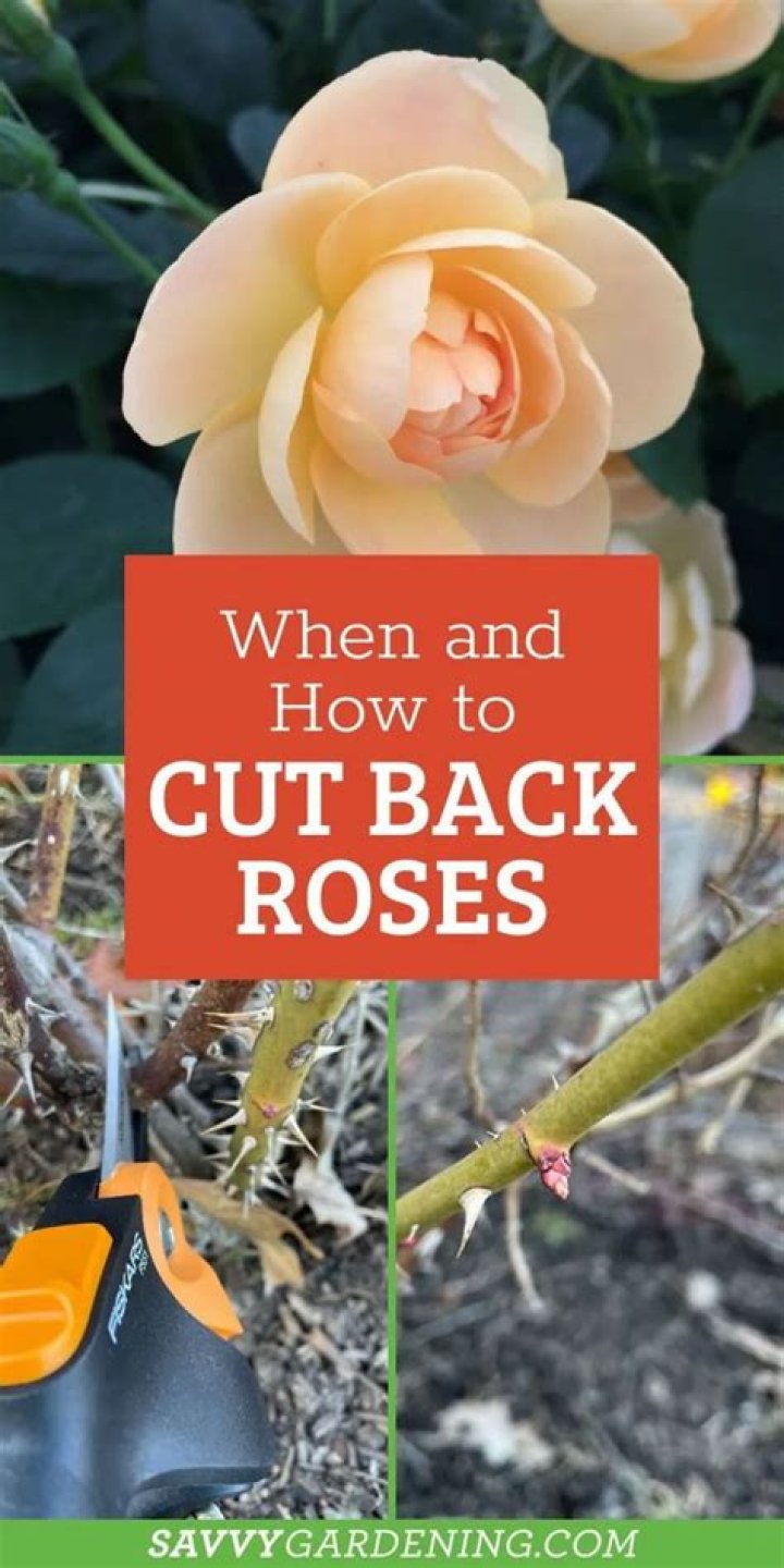 Should i cut back rose with black spot?