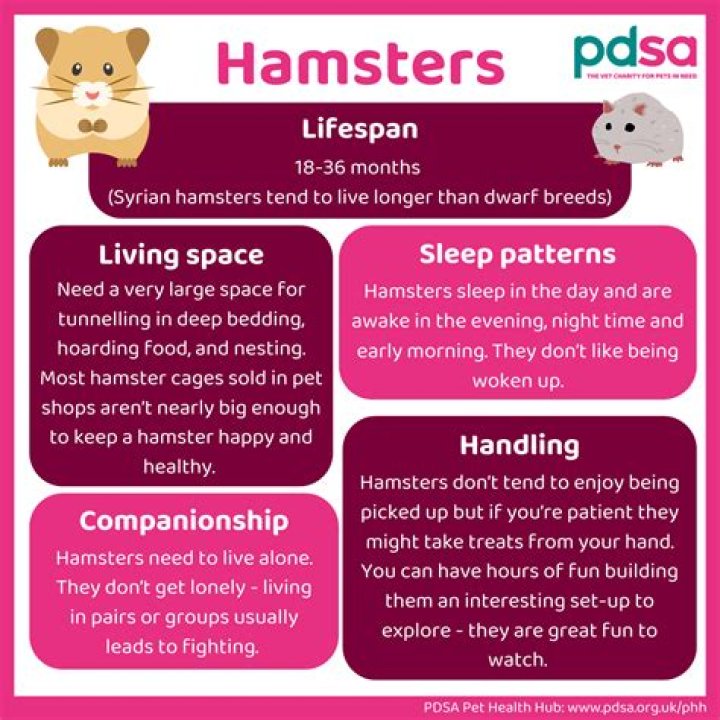 What are good things about hamsters?