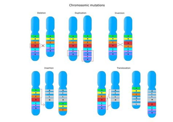 What causes chromosome banding?