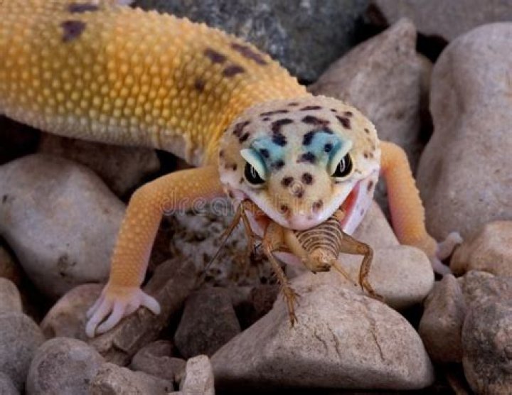 What do desert geckos eat?