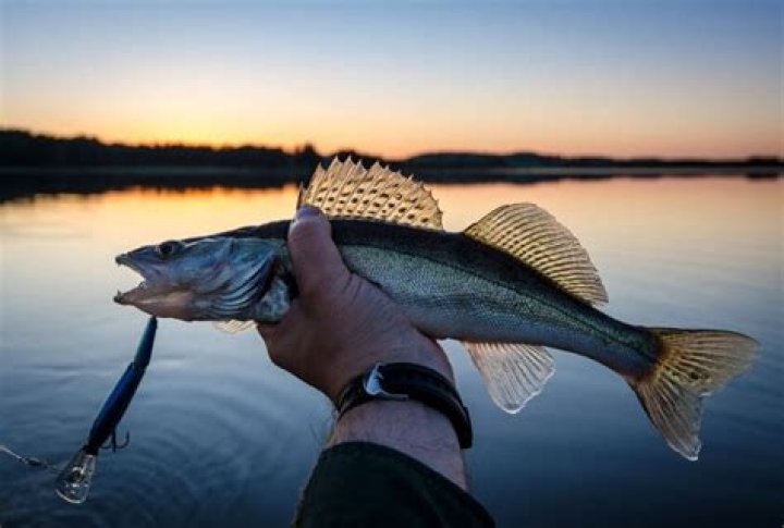What do walleye pollock eat?
