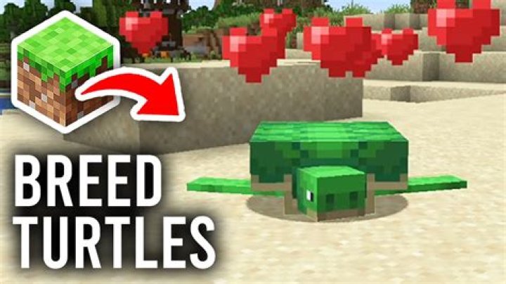 What do you use to breed turtles in minecraft