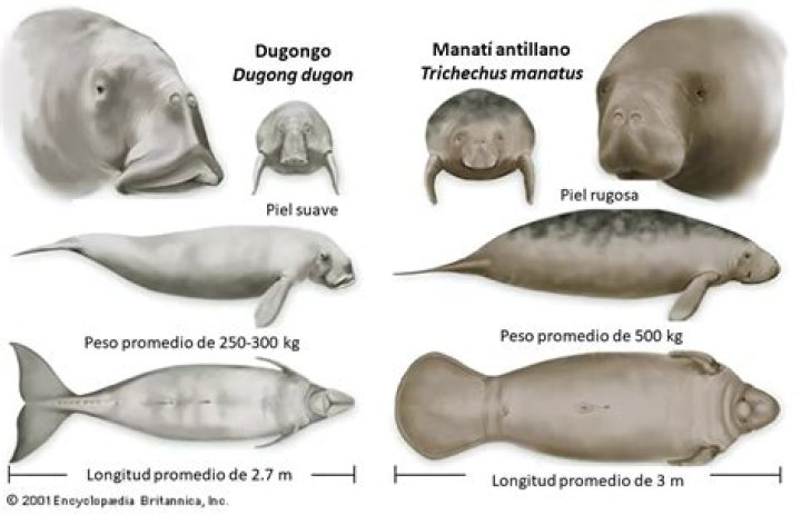 What does dugongidae mean?