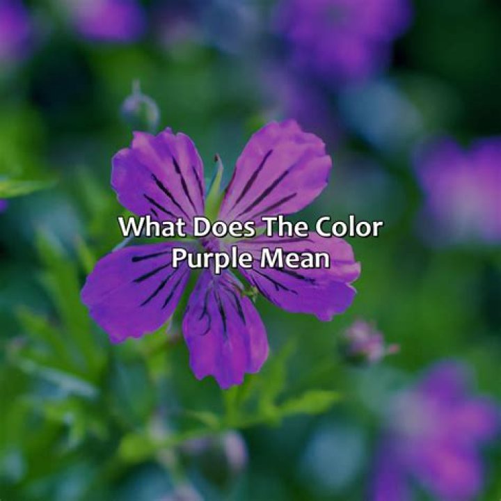 What does purple mean in breaking bad?