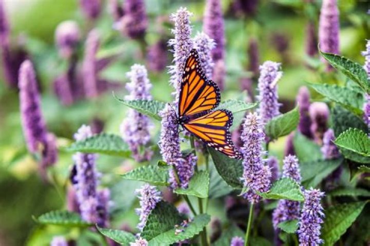 What flowers attract butterflies?