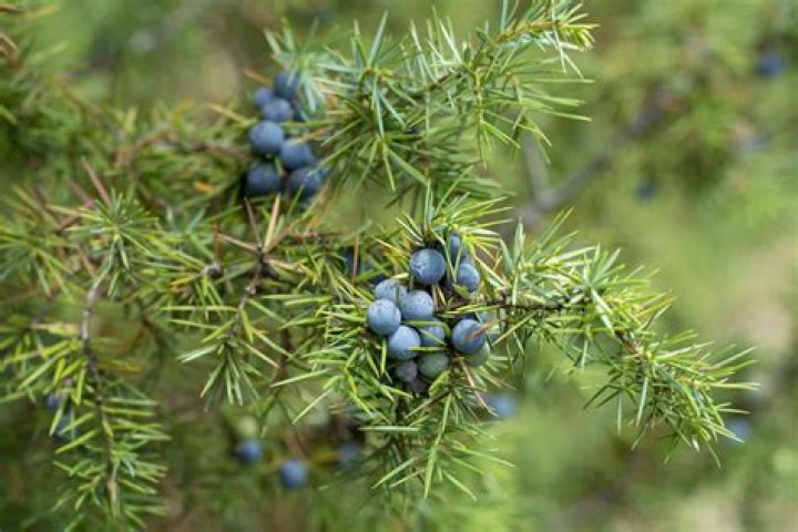 What is a juniper bush?