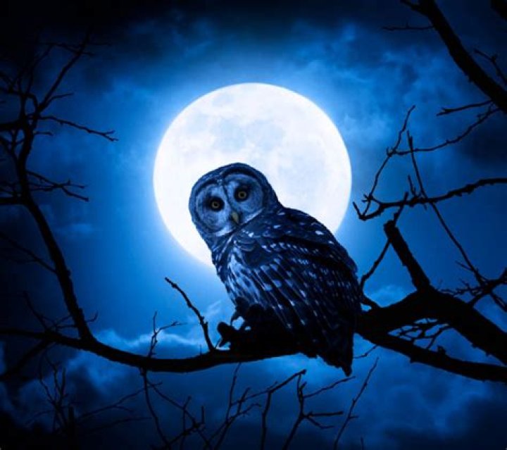What is a night owl?