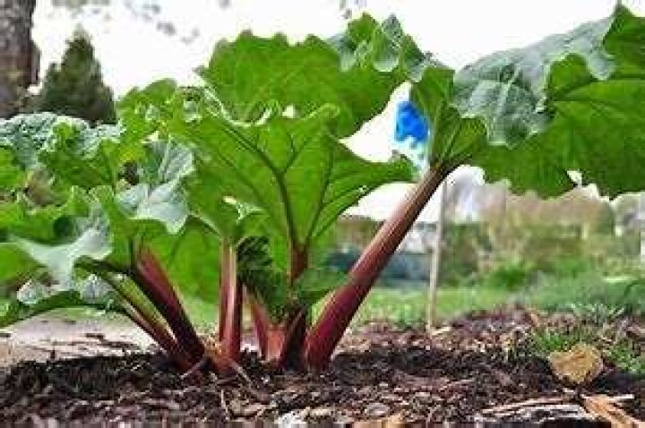 What is rhapontic rhubarb?