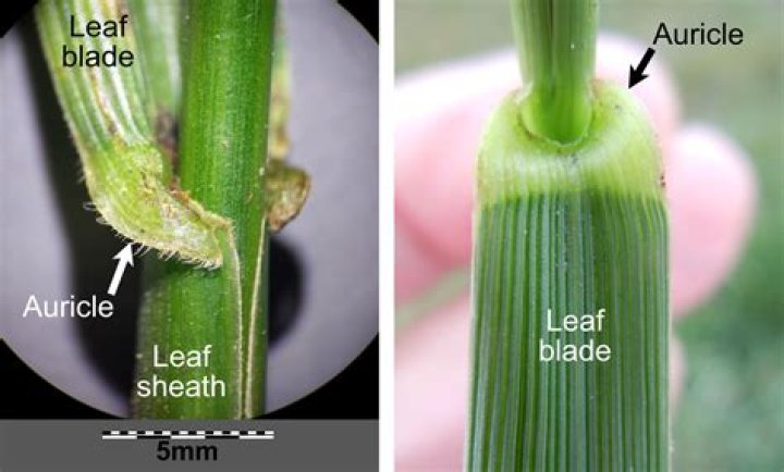What is sheath cleaning and bean removal?