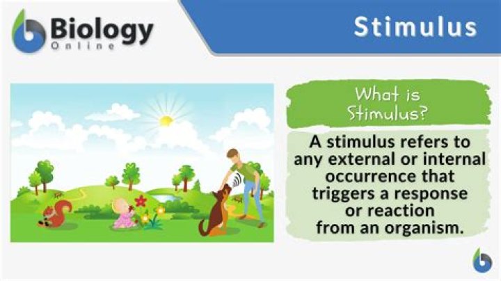 What is stimulus extinction?