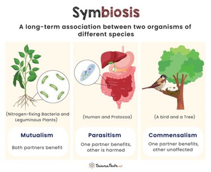 What is symbiosis in biology?