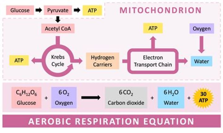 What is the amphoric respiration?