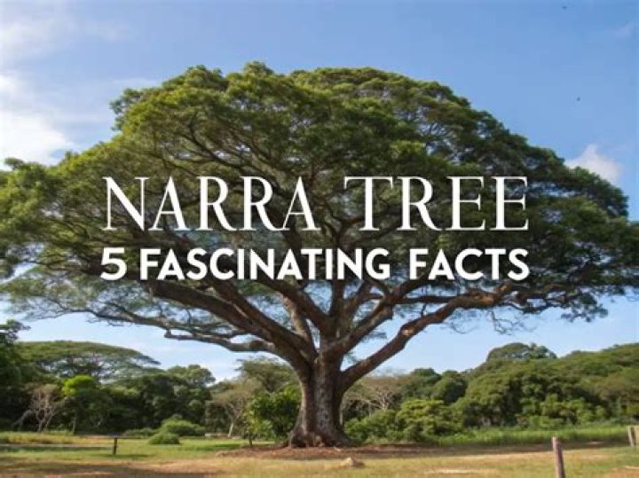 What is the characteristics of narra tree?