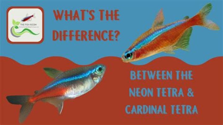 What is the difference between neon and xenon?
