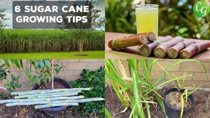 What is the rate of sugarcane in UP?