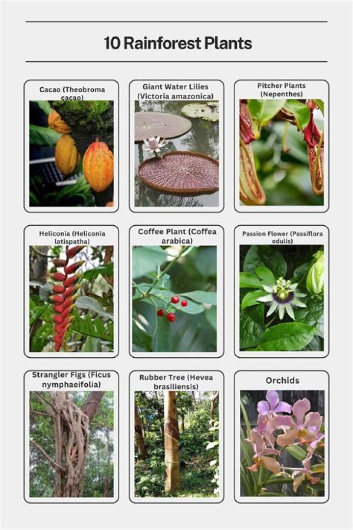 What kinds of plants are in the forest?