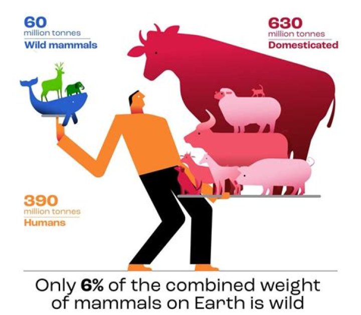 What percentage of mammals are cows?