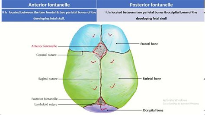 When do anterior and posterior fontanelles close?