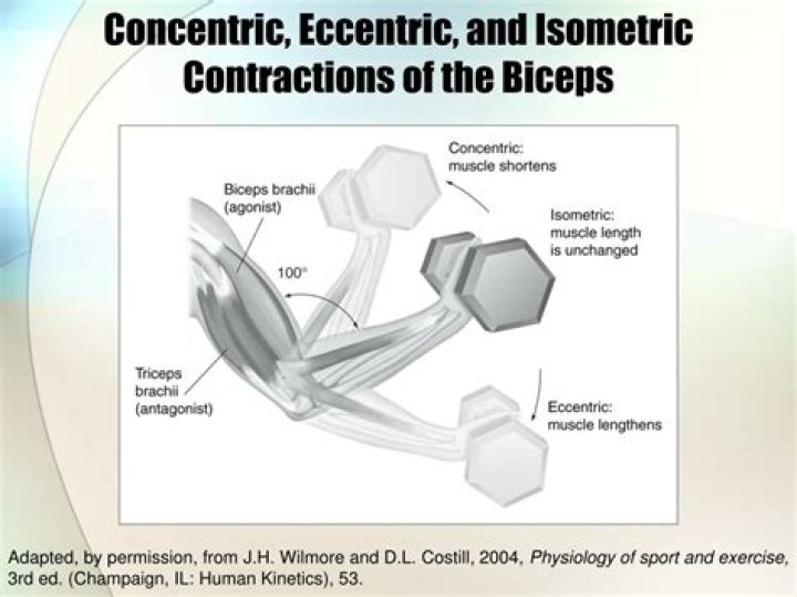 When eccentric contraction occurs?