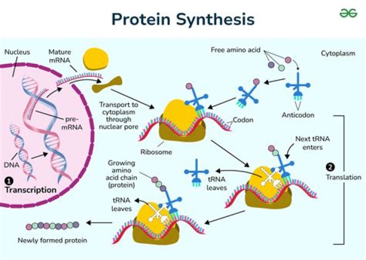 When protein synthesis occurs?