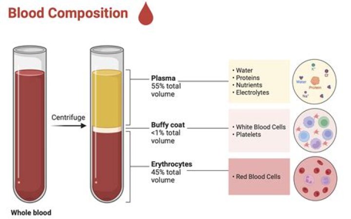 When was blood plasma first used?