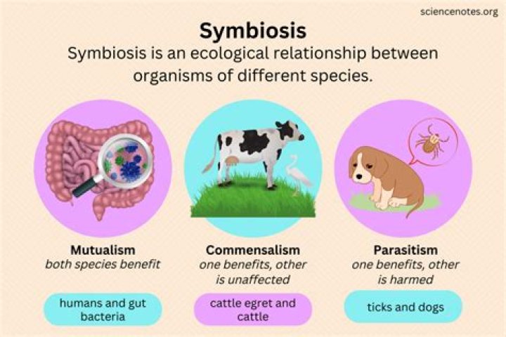 When will symbiosis result come?