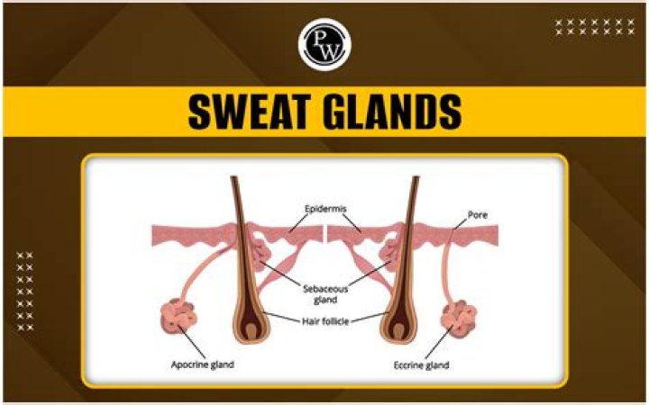 Where are armpit sweat glands?