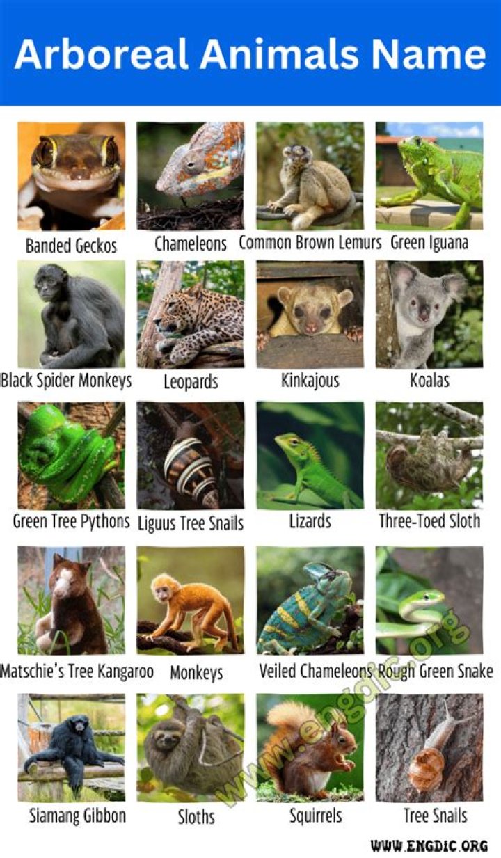 Where do arboreal animals live?