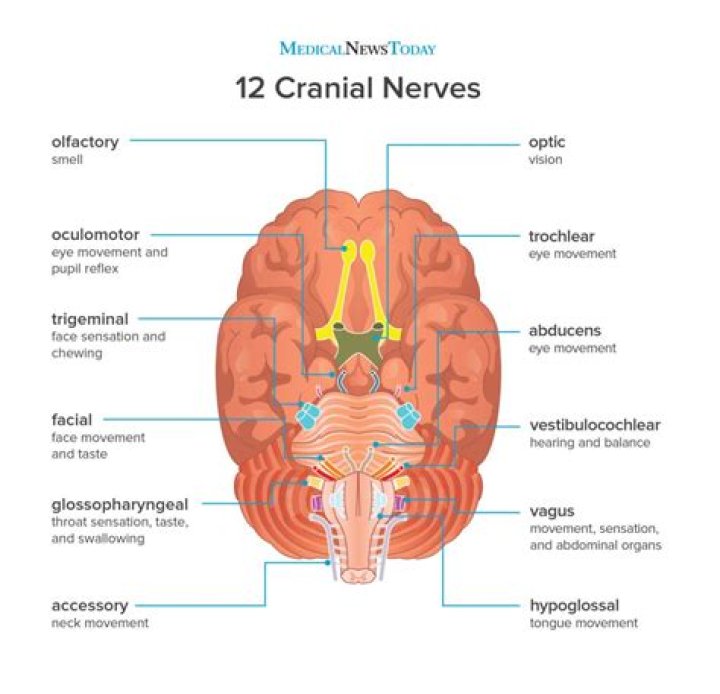 Where is the eleventh cranial nerve?
