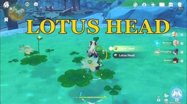 Where to find lotus heads in genshin impact