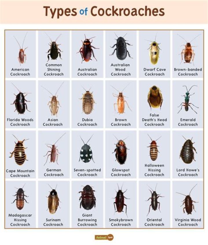 Which animal eats roaches?