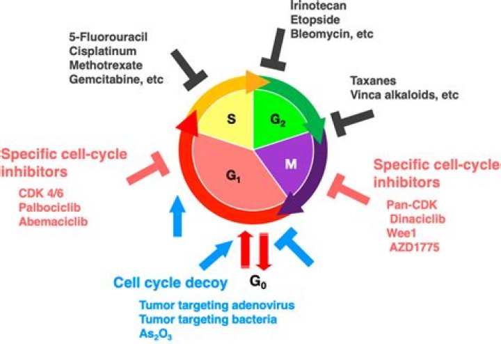 Which anticancer drug is cell cycle specific?
