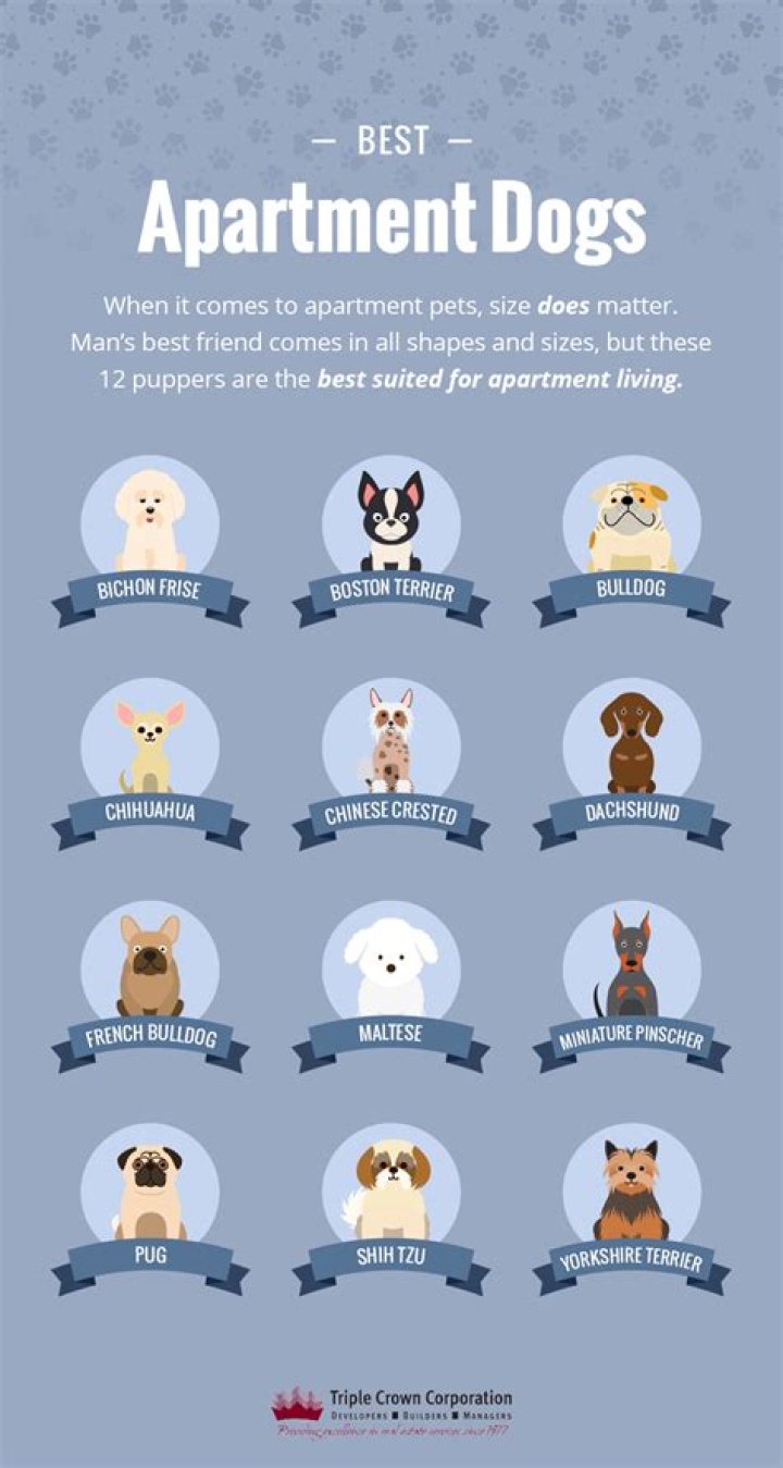Which dog is best for apartment?