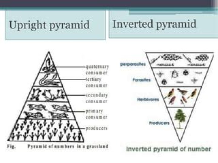 Which pyramid is always inverted?