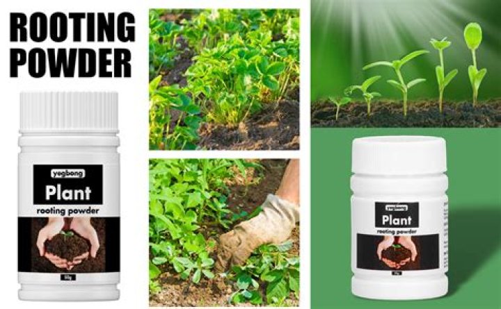 Which rooting powder for roses?