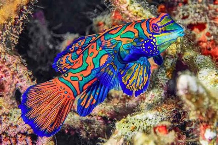 Why are tropical fish colorful?