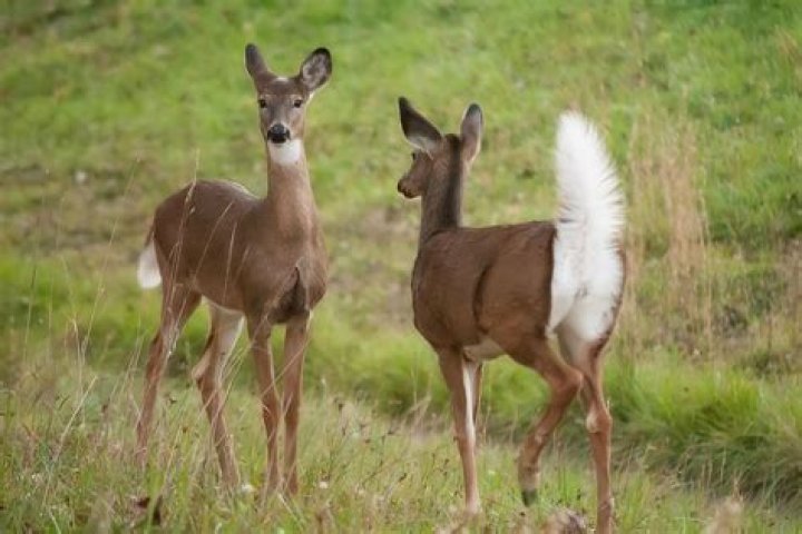 Why do white tailed deer raise their tails?