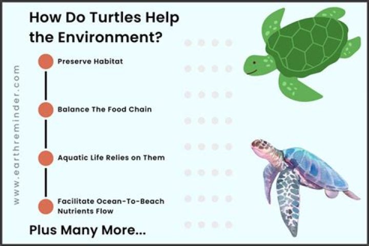 Why is it important to save sea turtles?