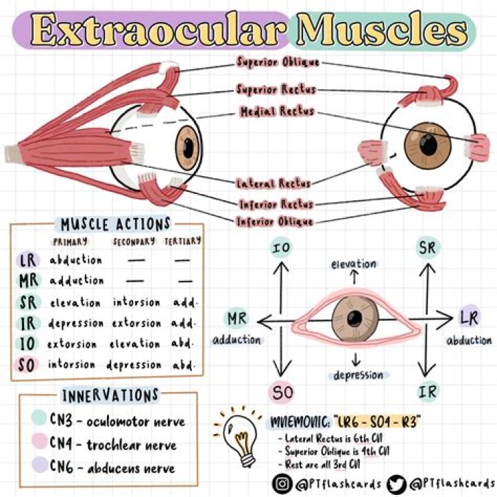 Why is the innervation ratio in the ocular muscles?