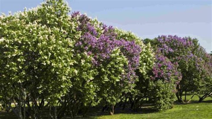 Will lilacs grow in florida?