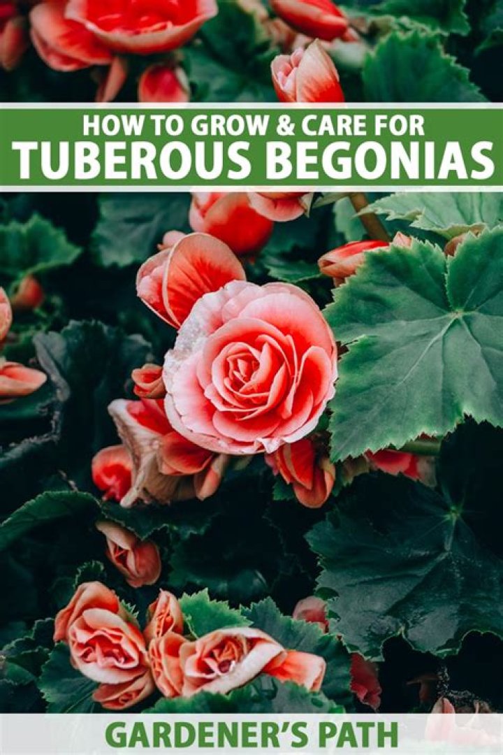 Will tuberous begonias grow in shade?